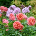 Роза "Boscobel" - фото 9350